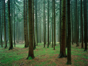 Simone Rosenberg Fotografie Photography rosenbilderberg Postproduction Bildbearbeitung Wald Forrest Bäume
