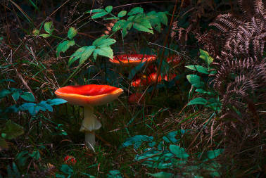 Mushrooms Pilze Outdoor Natur Simone Rosenberg Fotografie Photography rosenbilderberg Postproduction Bildbearbeitung